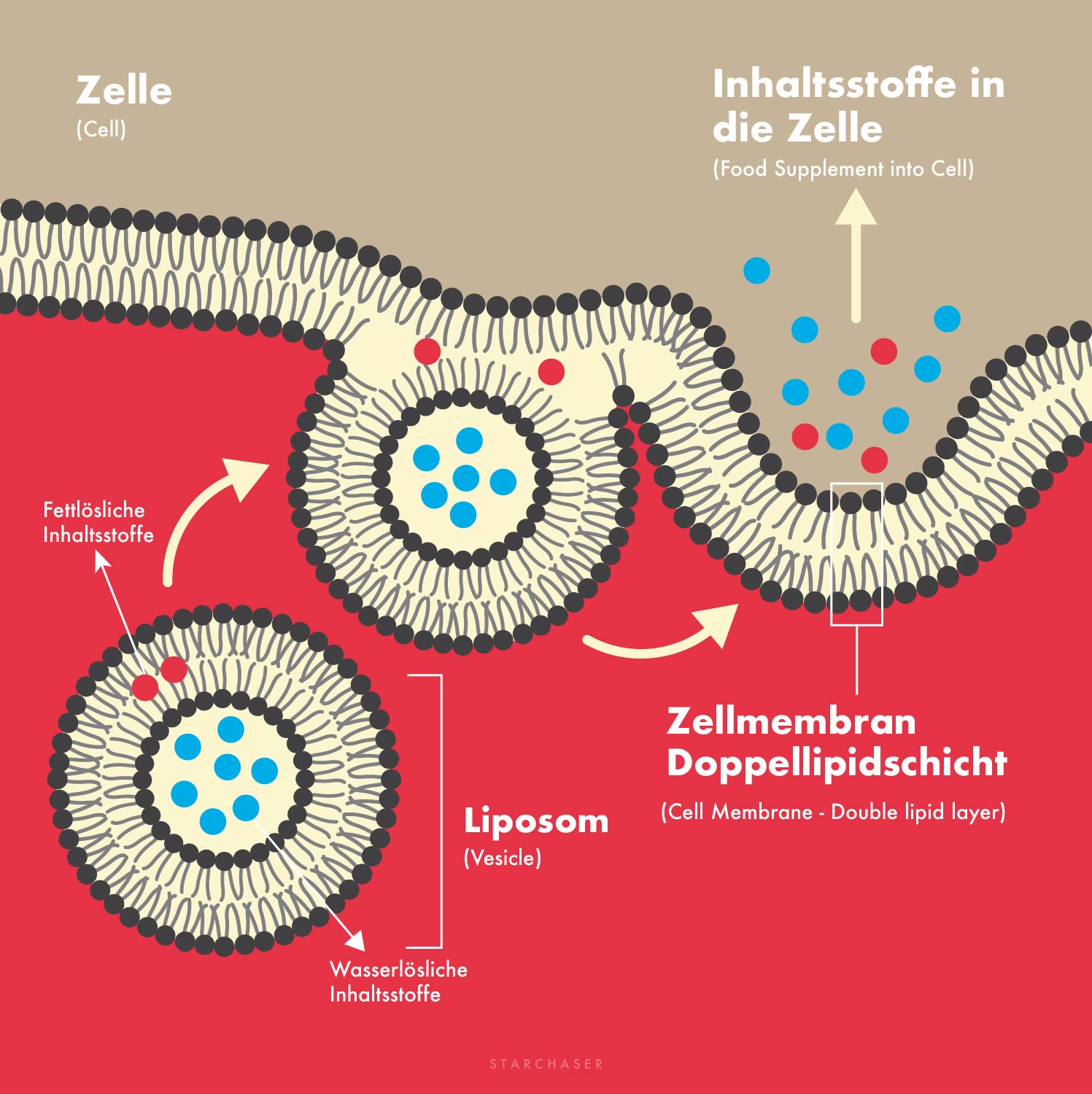 Liposom verbindet sich mit der Zelle | STARCHASER